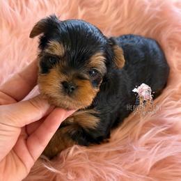 Grace - Black and tan female Yorkshire Terrier puppy in Riverside, California from Heaven_sent_toy_yorkies