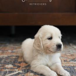 Golden Retriever Puppies from GoldenStory Retrievers