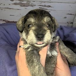 Rose - Salt and pepper female Miniature Schnauzer puppy in Coarsegold, California from Halo Schnauzer