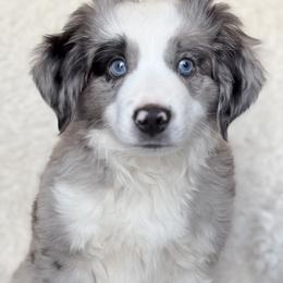 BMM - Blue merle male Miniature Australian Shepherd puppy in Evansville, Indiana from Indiana Toy & Mini Aussies