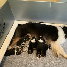 Australian Shepherd Puppies from Highline