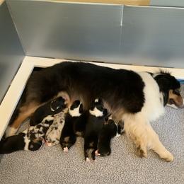 Australian Shepherd Puppies from Highline