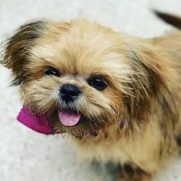 Peanut  - Shih Tzu