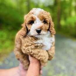 Boy 3 - Red Cavapoo puppy in Natural Bridge, Virginia from Rockbridge Puppies
