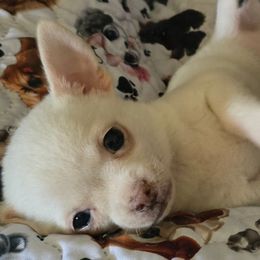 Petey - Fawn and white male Chihuahua puppy in Amity, Pennsylvania from Baxters Chihuahuas