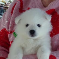 GREEN - Salvador DALI - White female American Eskimo Dog puppy in Redlands, Ca, Usa, California from Tribe of Aryelle