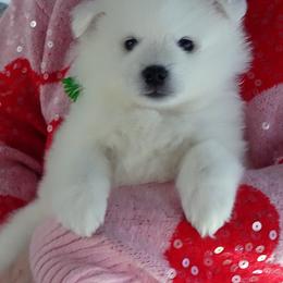 GREEN - Salvador DALI - White female American Eskimo Dog puppy in Redlands, Ca, Usa, California from Tribe of Aryelle
