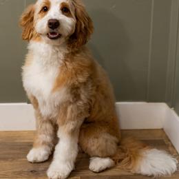 Louise - Bernedoodle