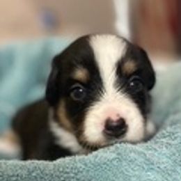 Australian Shepherds from Harbor Aussies