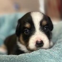 Australian Shepherds from Harbor Aussies