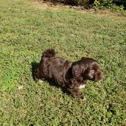 Boy 3 - Havanese puppy from Hillbilly Havanese