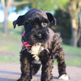AKC Osaka (Pink) - Black female Miniature Schnauzer puppy in Vista, California from Olympus Schnauzers