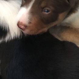 Border Collies from GTR K9 Border Collies