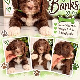 Banks - Green Collar - Brown and white male Bernedoodle puppy in Winfield, Alabama from Rose Lane Doodles