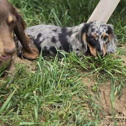 Girl 1 - Dapple female Dachshund puppy in Ethel, Washington from Mickey's Miracle Doxies