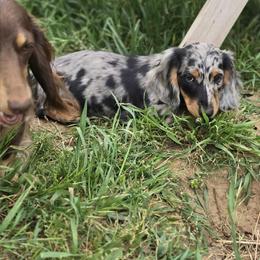 Girl 1 - Dapple female Dachshund puppy in Ethel, Washington from Mickey's Miracle Doxies