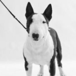 Beagles, Great Danes, and Miniature Bull Terriers from Sunrise-Ferric