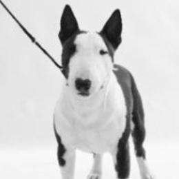 Beagles, Great Danes, and Miniature Bull Terriers from Sunrise-Ferric