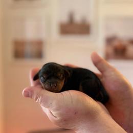 Cajun - Black and tan male Cavalier King Charles Spaniel puppy in Gonzales, Texas from Veach Cavaliers & Farm