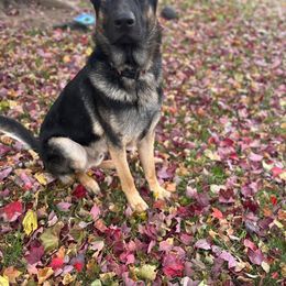 Knox - German Shepherd