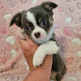 -HOLD-  AKC Champion Sired Storm - Blue and white male Chihuahua puppy in Newport, Maine from Pinewood Acres Chihuahuas