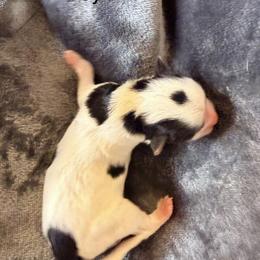 Kiss (Boy 2) - Black tan and white male Biewer Terrier puppy in Las Cruces, New Mexico from De La Rosa Biewers