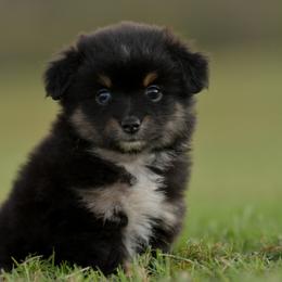 Mile - Black tri male Toy Australian Shepherd puppy in Hartman, Arkansas from Southern Edition Aussies