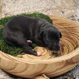 Maple - Black female Whippet puppy in Davenport, Iowa from Whippety Split