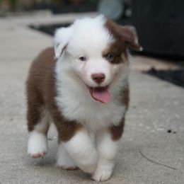 Miniature American Shepherd Puppies from Gemstone Minis