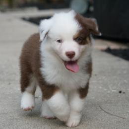 Miniature American Shepherd Puppies from Gemstone Minis