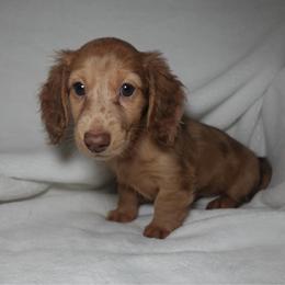 Charlie - Dapple female Dachshund puppy in Texarkana, Texas from Lolo&CoDachshunds
