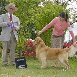 Golden Retrievers from Whiskey Creek