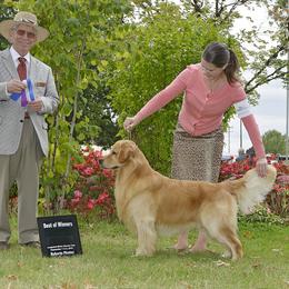 Golden Retrievers from Whiskey Creek