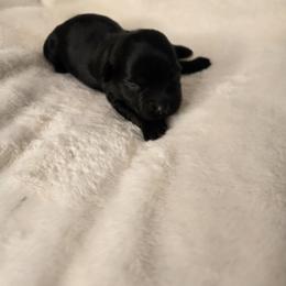Buffy - Black female Havanese puppy in Trinity, Alabama from Tooties Cuties Havanese