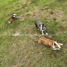 Boston Terriers from Velveteen Bostons