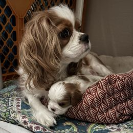 Mayflower - Cavalier King Charles Spaniel
