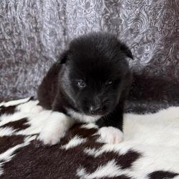 Cottonmouth - Black female Siberian Husky puppy in Folsom, Louisiana from Geaux Fluffy