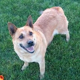 Lexie - Australian Cattle Dog