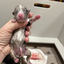 BMF- purple (Name TBD) - Blue merle female Australian Shepherd puppy in Hayward, California from Grissom’s Aussies