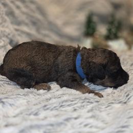 Porter - Black phantom male Assorted Doodle Crosses puppy in Long Beach, Mississippi from Chris' Assorted Doodle Crosses