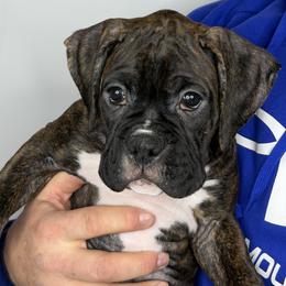 Jay Jay - Brindle male Boxer puppy in Duncansville, Pennsylvania from JM Legacy Boxers