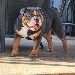 Bulldog Puppies from Wiggle Butts Bulldogs