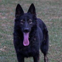 Fiona - German Shepherd