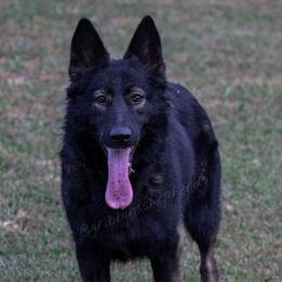 Fiona - German Shepherd