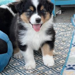 Vogue - Black tri-color female Australian Shepherd puppy in Kearney, Nebraska from Helix Aussies