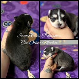 The Other Mother - Black and white female Pomsky puppy in Rossville, Georgia from Scenic City Pomskies