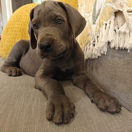 June - Blue female Great Dane puppy in Grass Lake, Michigan from Harrison Danes