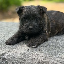 George - Black brindle male Cairn Terrier puppy in Mountain Grove, Missouri from CreekTop