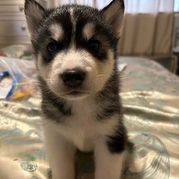 Leo - Black and white Siberian Husky puppy in Southfield, Michigan from Dave’s Huskies
