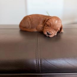 Pickles - Red  female Goldendoodle puppy in Billings, Montana from Montana Raised Doodles